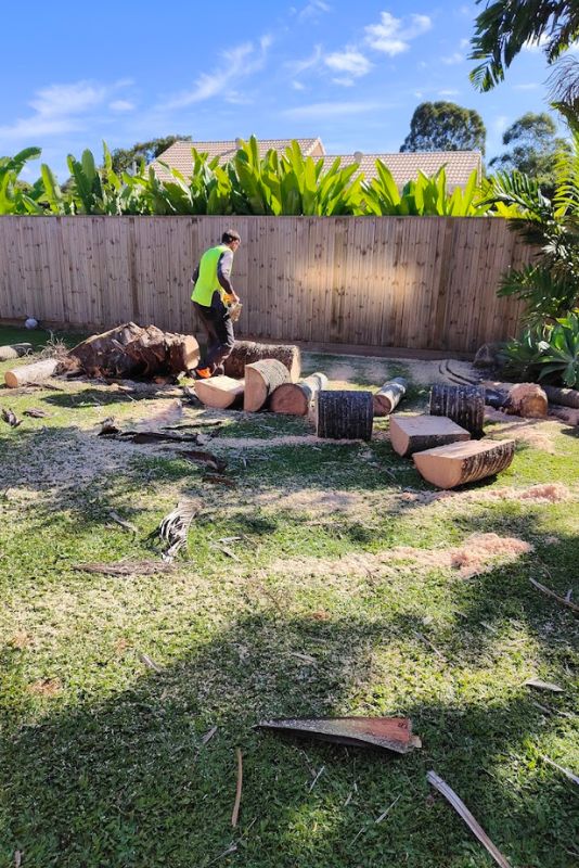 Vertical Standard Blog (1) Palm Tree Removal 3