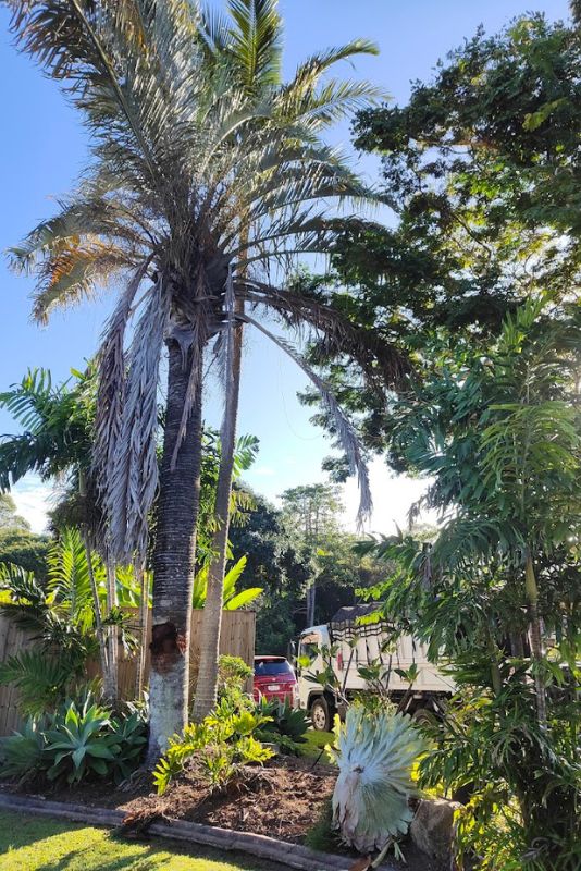 Vertical Standard Blog (2) Palm Tree Removal 1
